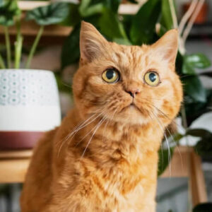 pets-10-1