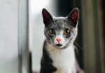 Cute Ketty Cats