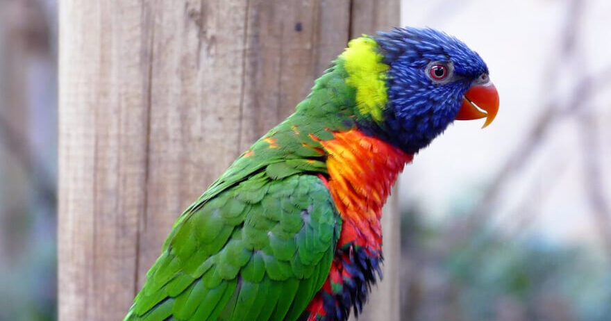 Macaw Perched