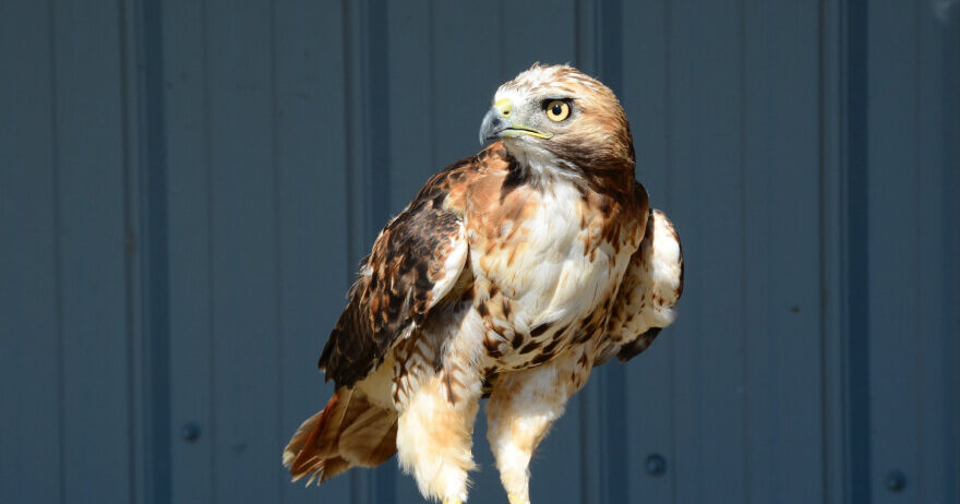 Hen Type Bird