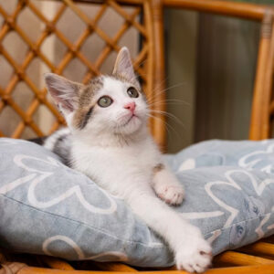 cat_1