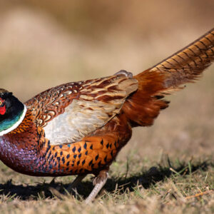 hen_3